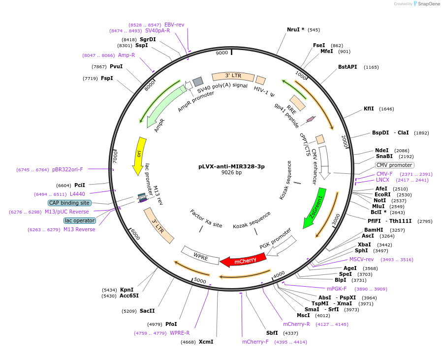 153319-plasmid-map-sequence-id-356594