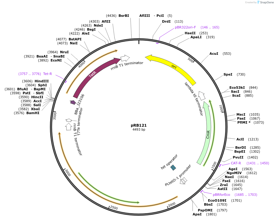 181945-plasmid-map-sequence-id-356596