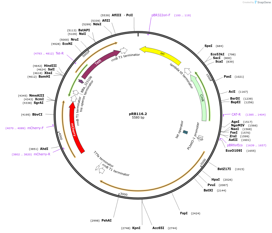 181946-plasmid-map-sequence-id-356600