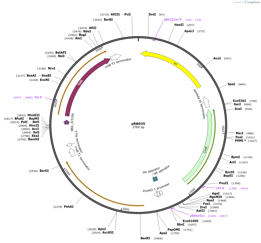 181944-plasmid-map-sequence-id-356602