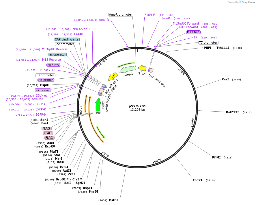 178963-plasmid-map-sequence-id-356608