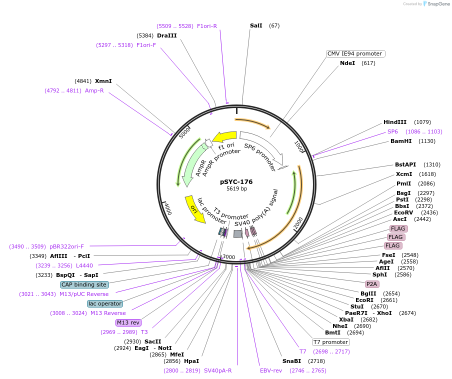 178961-plasmid-map-sequence-id-356610