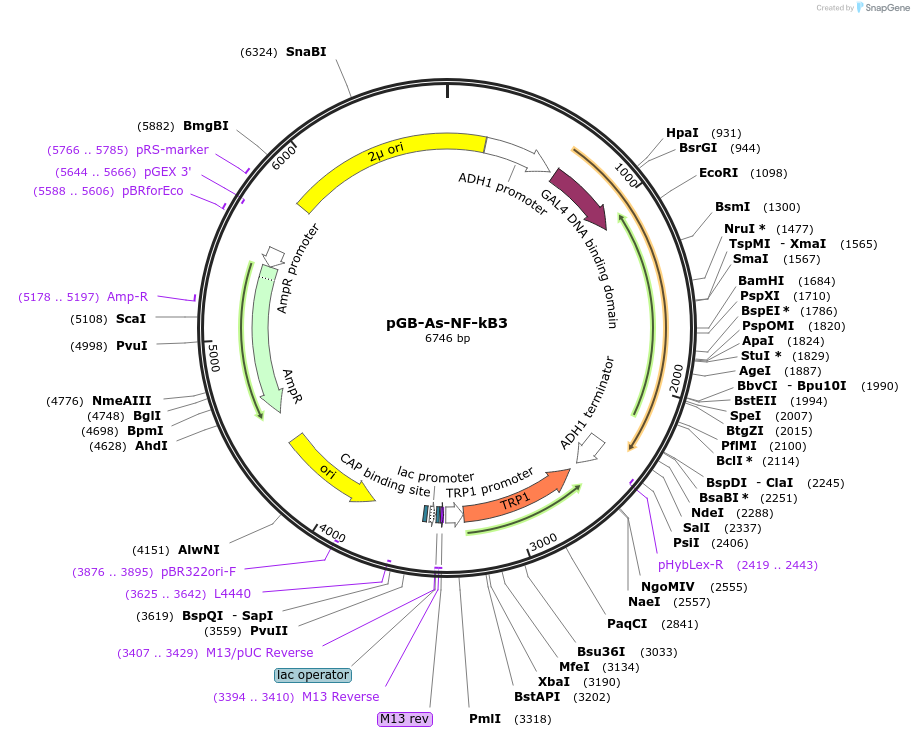 180211-plasmid-map-sequence-id-356622