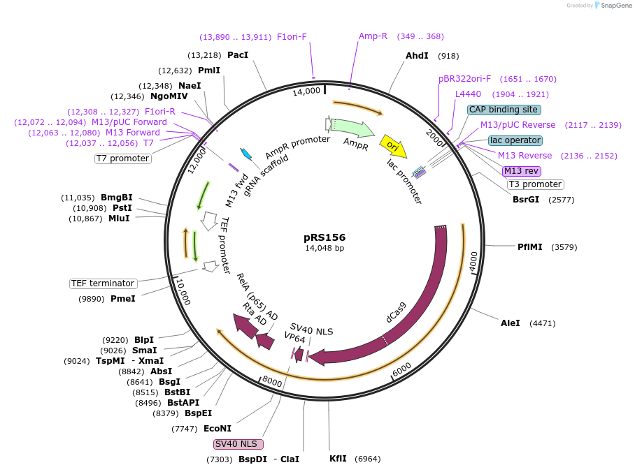182707-plasmid-map-sequence-id-356624