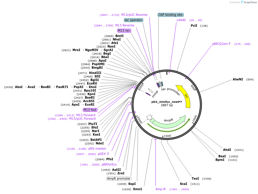 174105-plasmid-map-sequence-id-356628