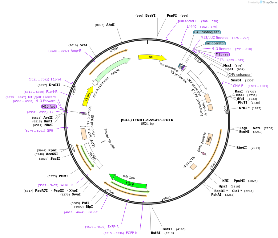 180232-plasmid-map-sequence-id-356644