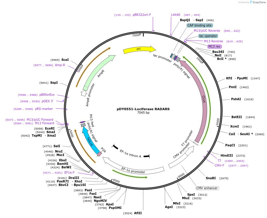 182538-plasmid-map-sequence-id-356645