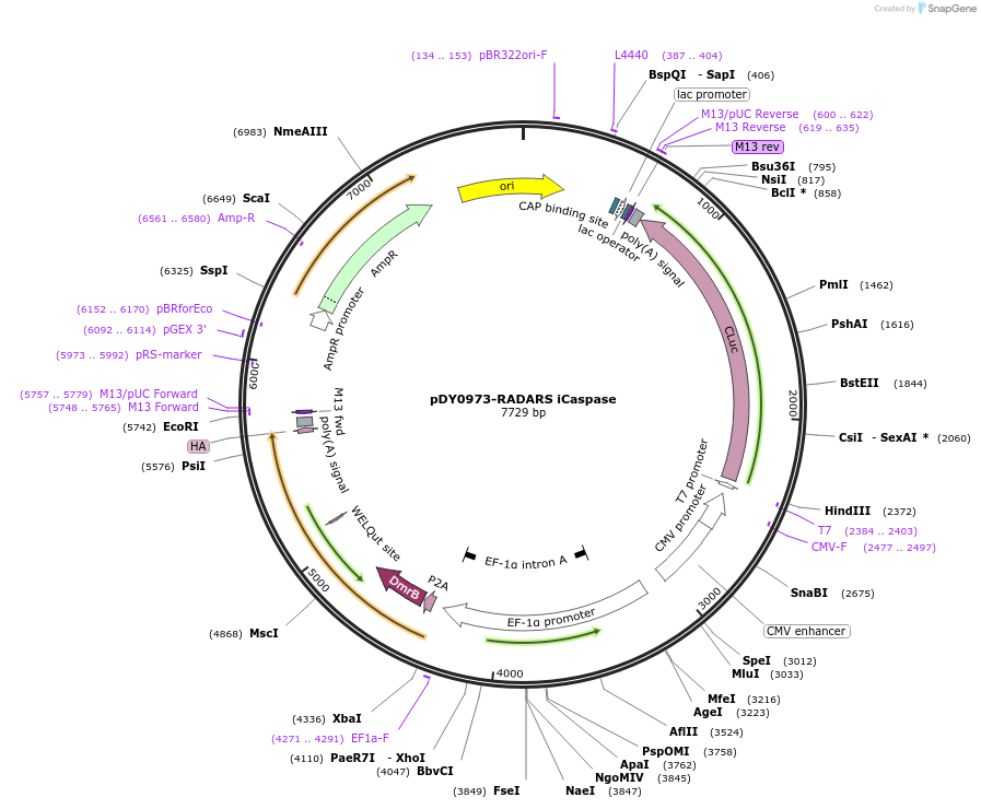 182539-plasmid-map-sequence-id-356646