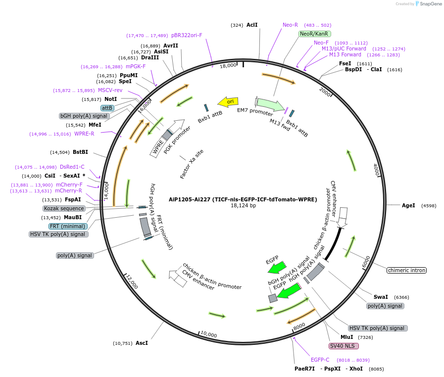 181761-plasmid-map-sequence-id-356652