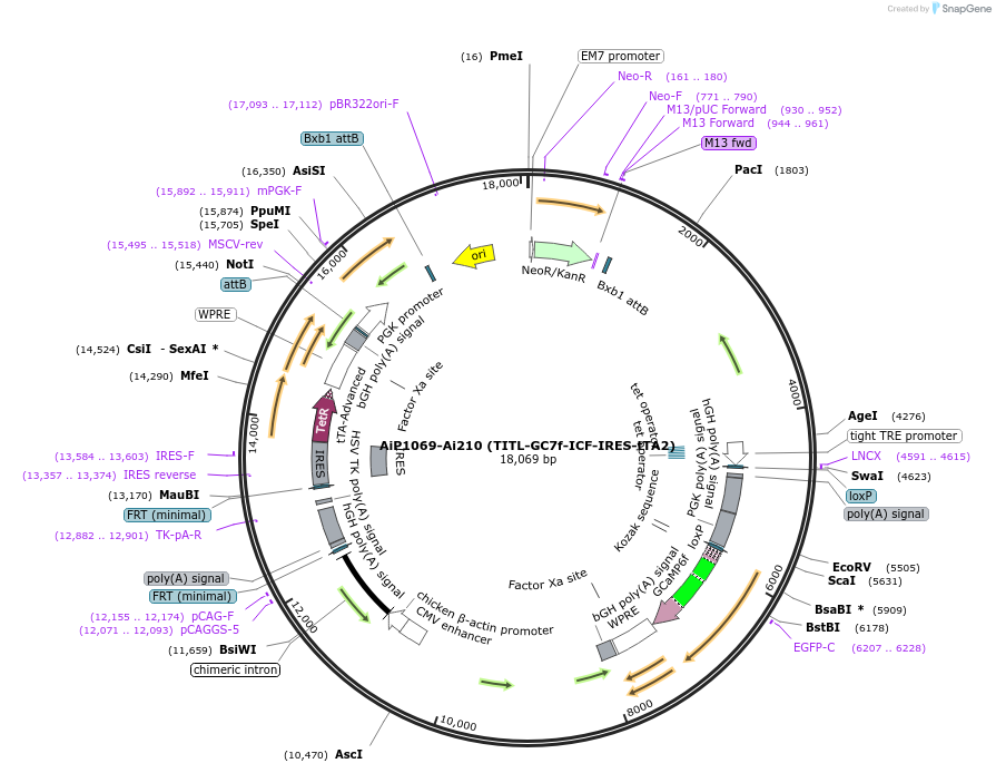 181763-plasmid-map-sequence-id-356653