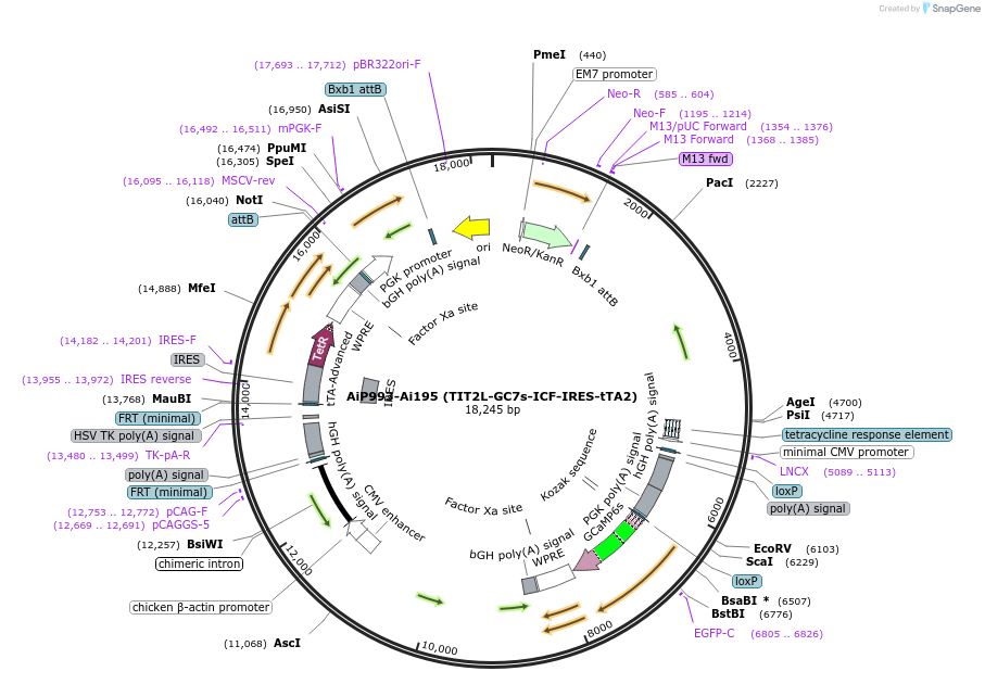 181762-plasmid-map-sequence-id-356654