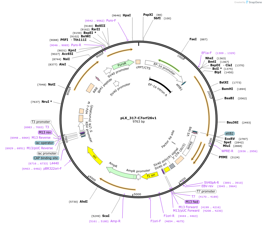178537-plasmid-map-sequence-id-356675