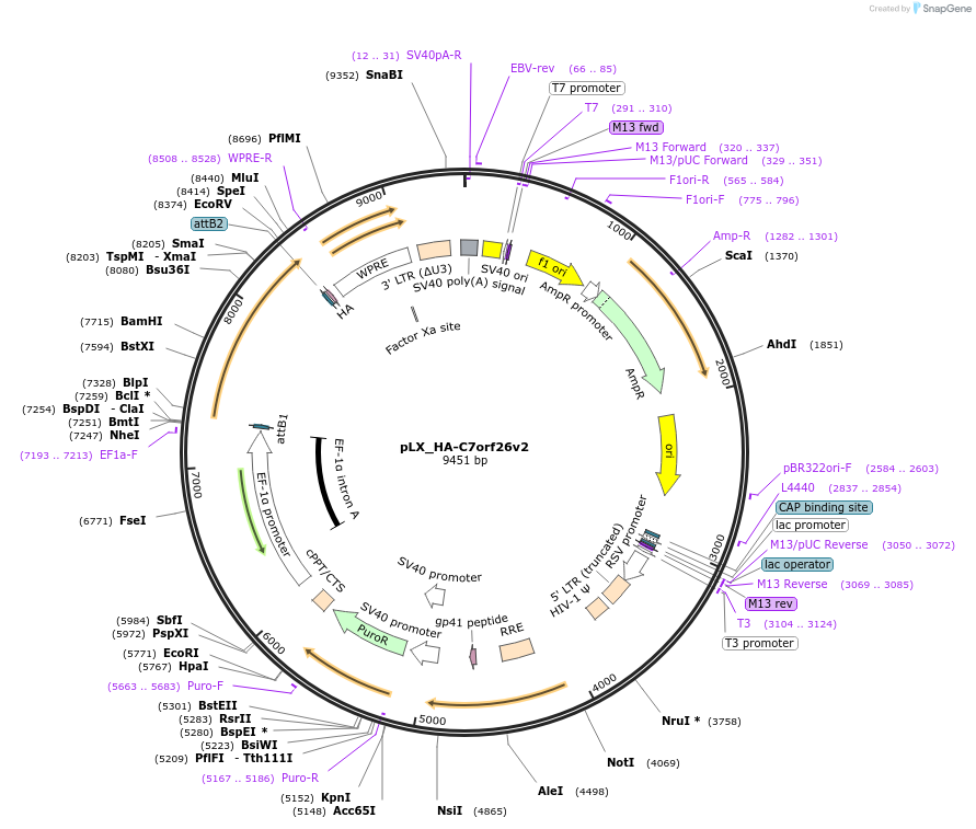 178536-plasmid-map-sequence-id-356676