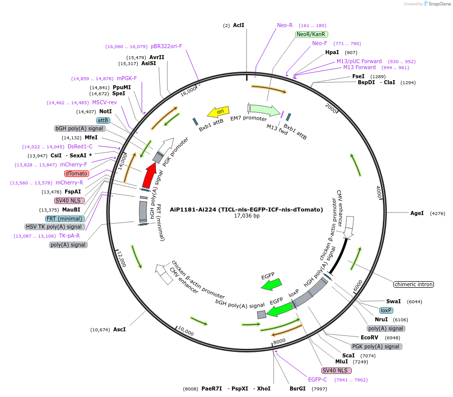 181760-plasmid-map-sequence-id-356681