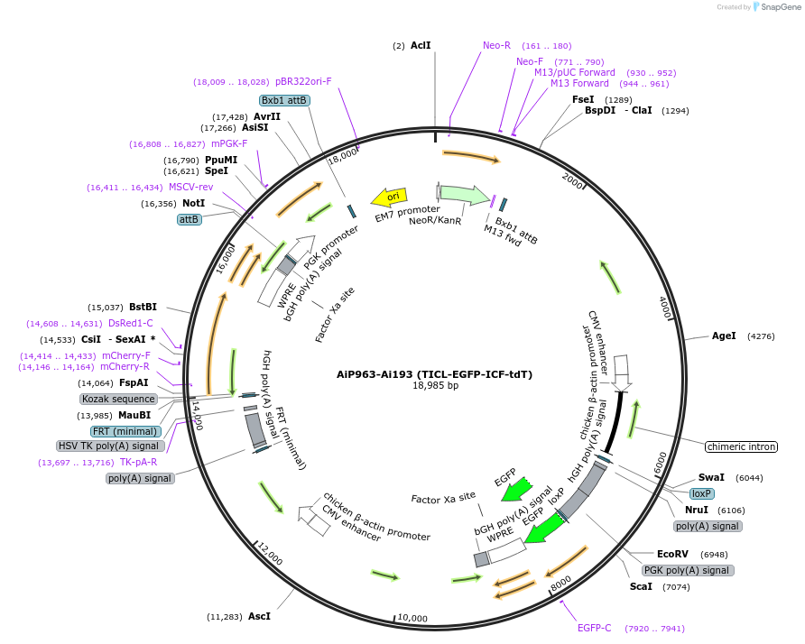 181759-plasmid-map-sequence-id-356687