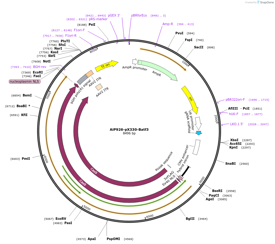 181772-plasmid-map-sequence-id-356690