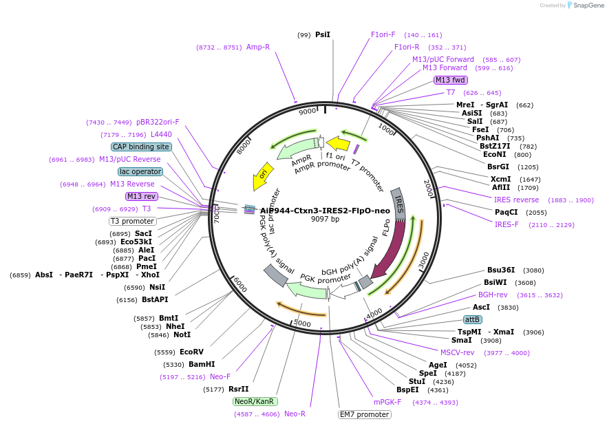 181770-plasmid-map-sequence-id-356719