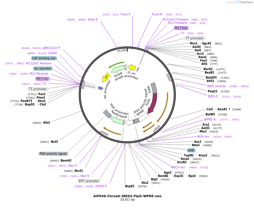 181766-plasmid-map-sequence-id-356725