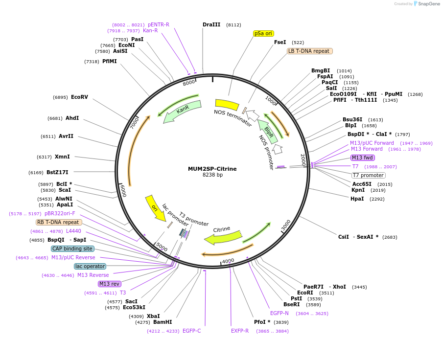 181963-plasmid-map-sequence-id-356729