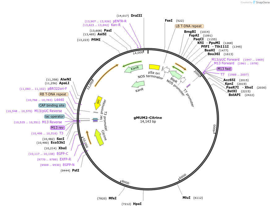 181965-plasmid-map-sequence-id-356730