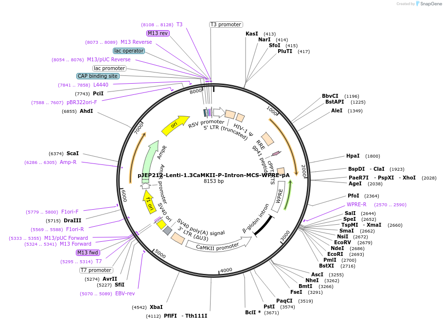 62931-plasmid-map-sequence-id-356734