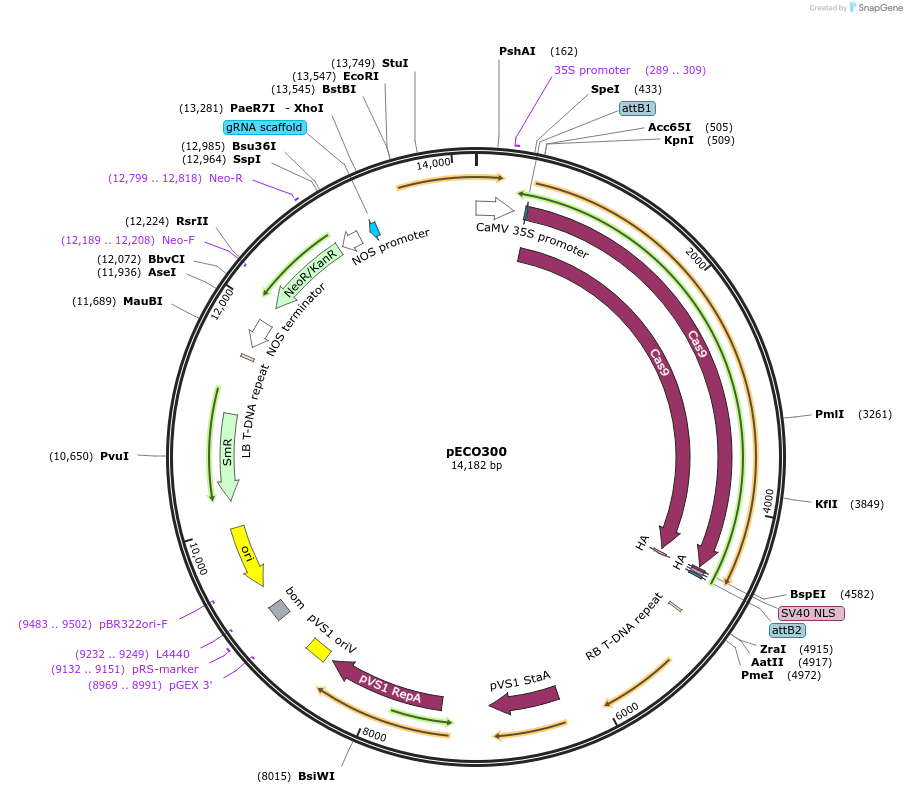 169766-plasmid-map-sequence-id-356747