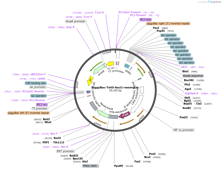 176482-plasmid-map-sequence-id-356777