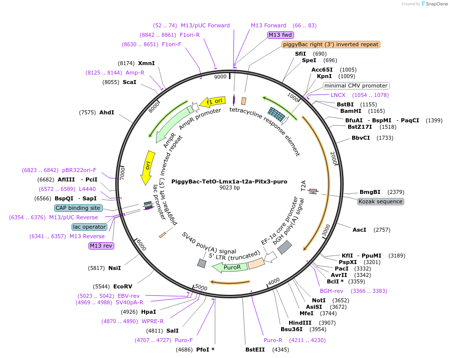 176484-plasmid-map-sequence-id-356780