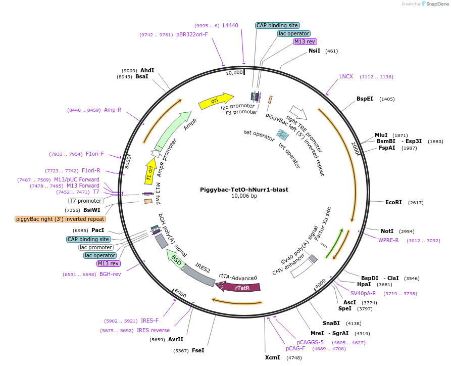 176485-plasmid-map-sequence-id-356781