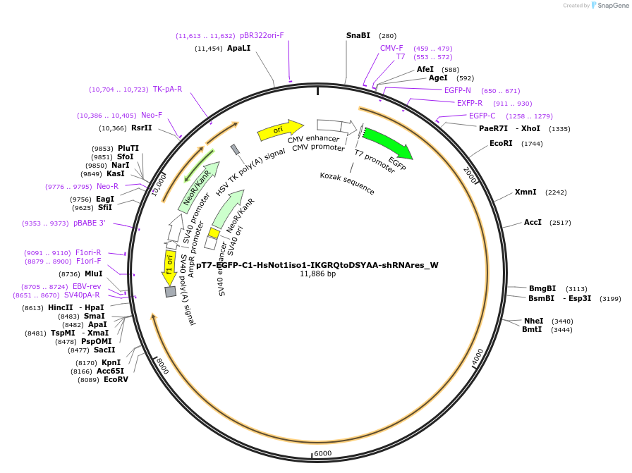 147900-plasmid-map-sequence-id-356782