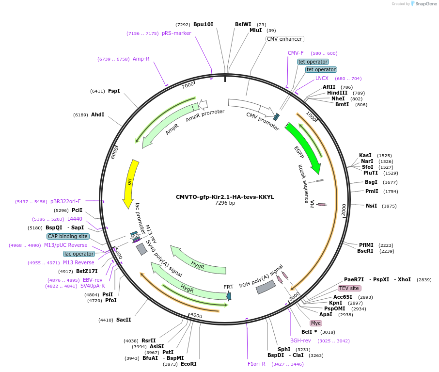 179706-plasmid-map-sequence-id-356787