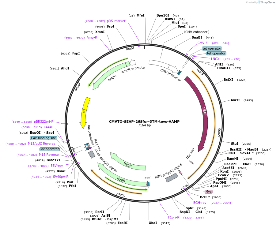 179633-plasmid-map-sequence-id-356789