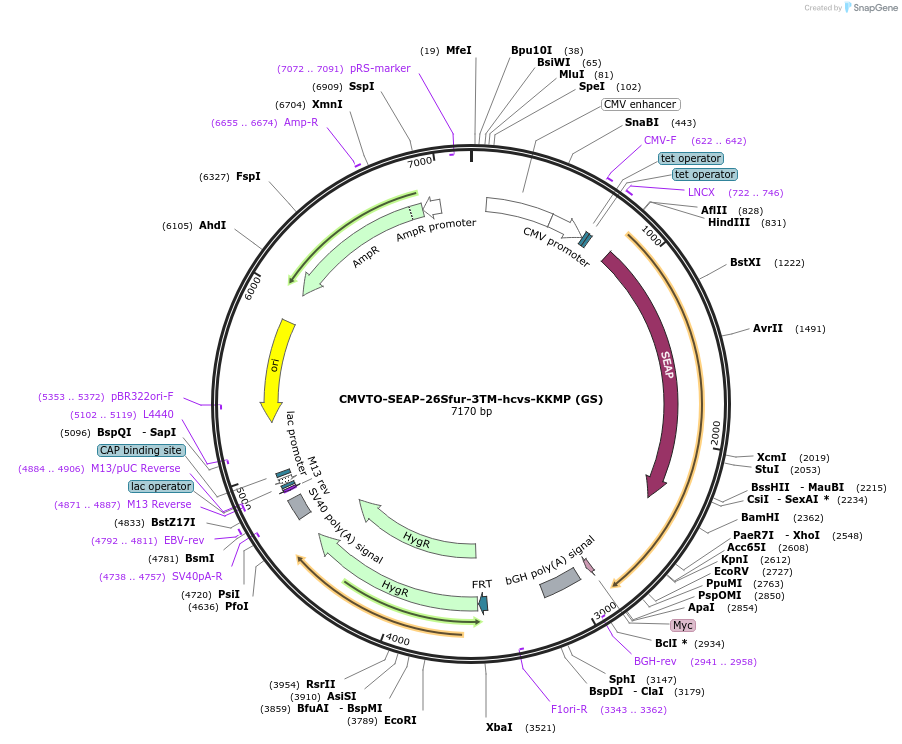 179637-plasmid-map-sequence-id-356799