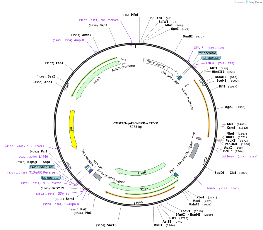 179676-plasmid-map-sequence-id-356801