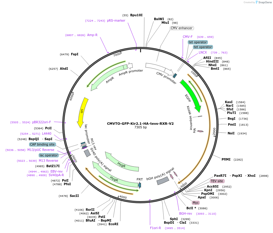 179705-plasmid-map-sequence-id-356815