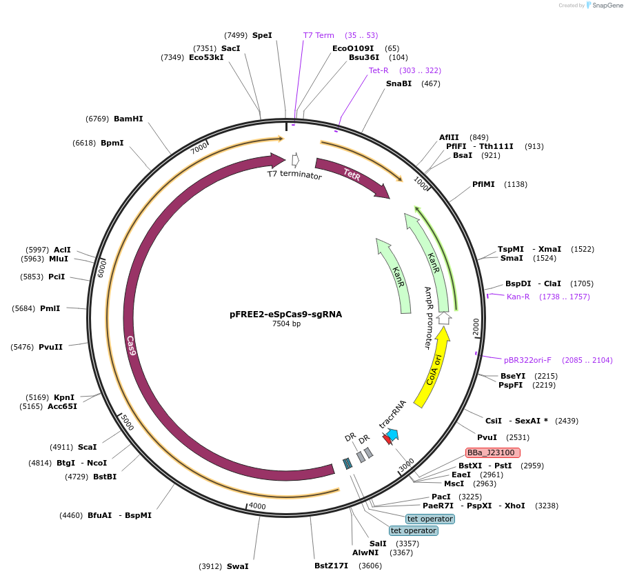 179580-plasmid-map-sequence-id-356878