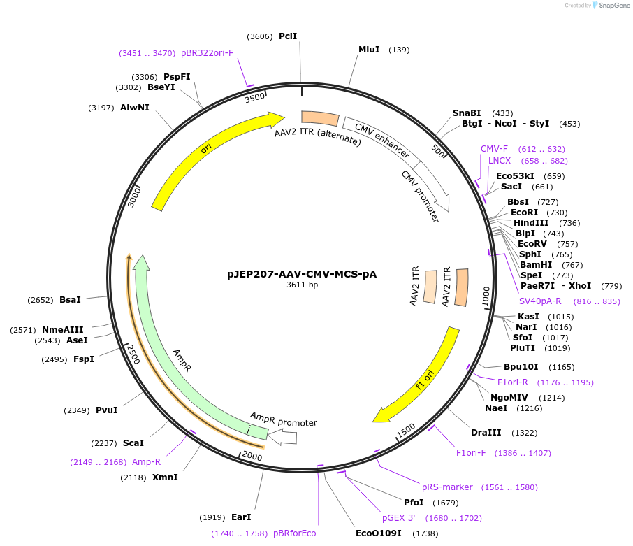 78318-plasmid-map-sequence-id-356890