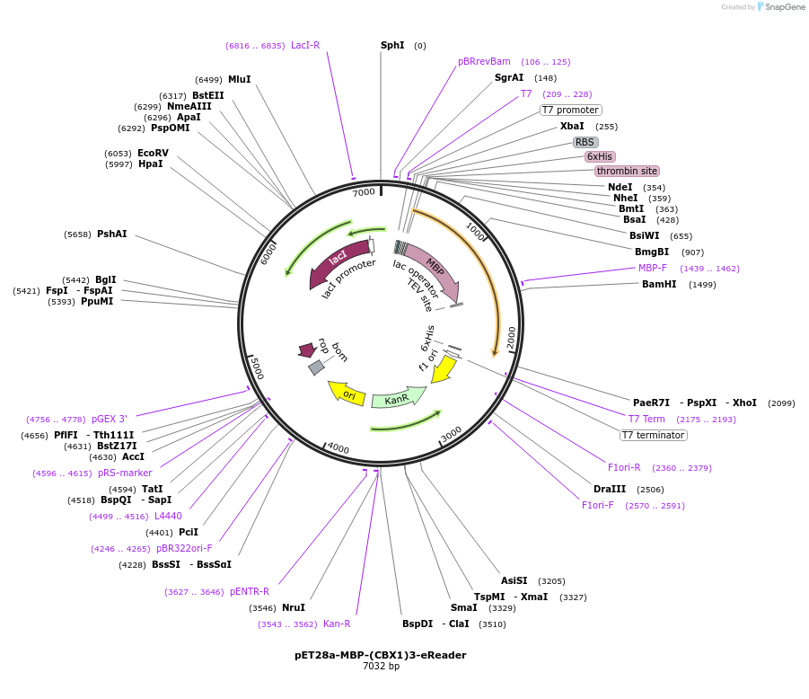 135090-plasmid-map-sequence-id-356894
