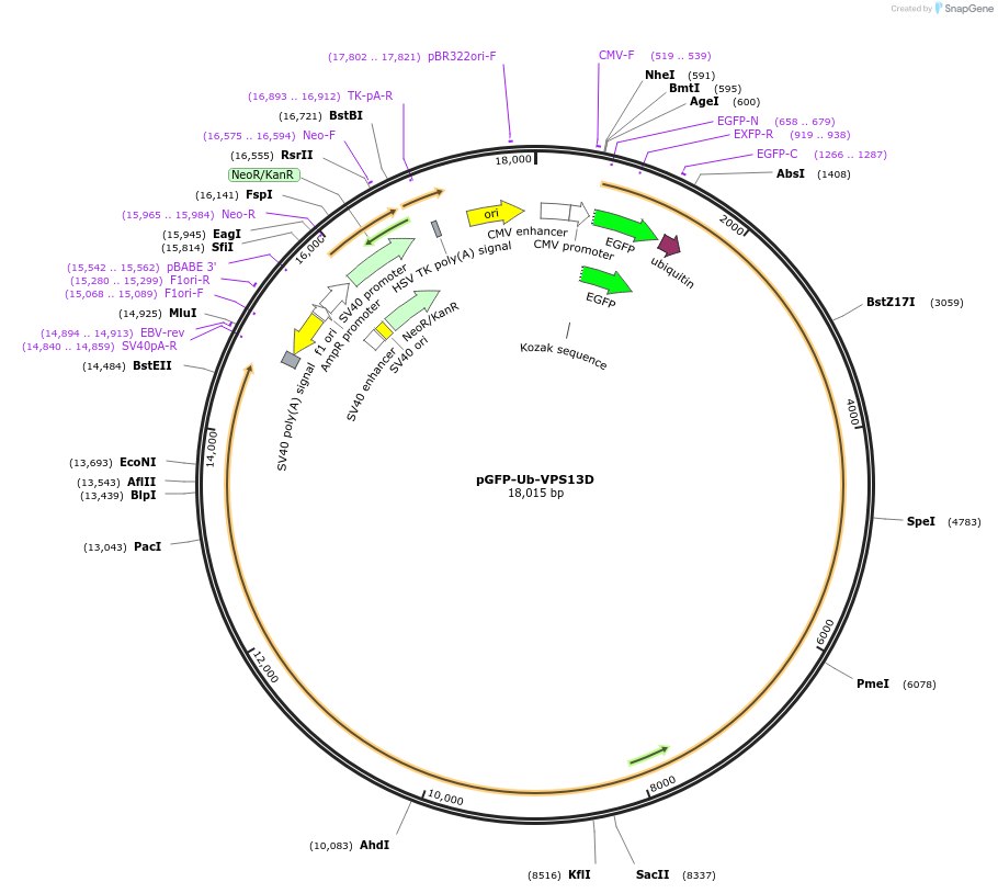 176462-plasmid-map-sequence-id-356897