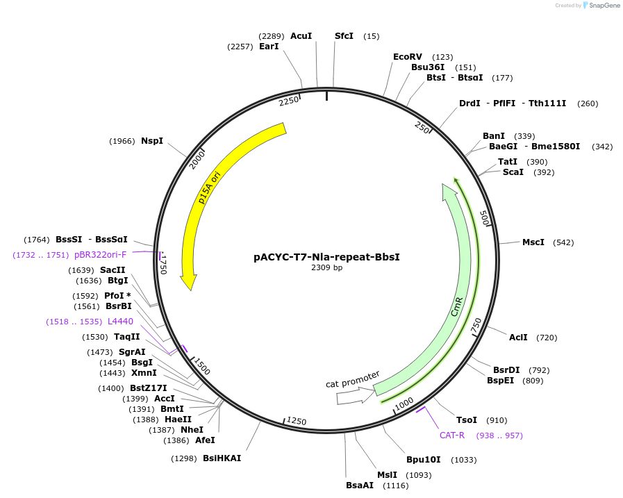 180215-plasmid-map-sequence-id-356899