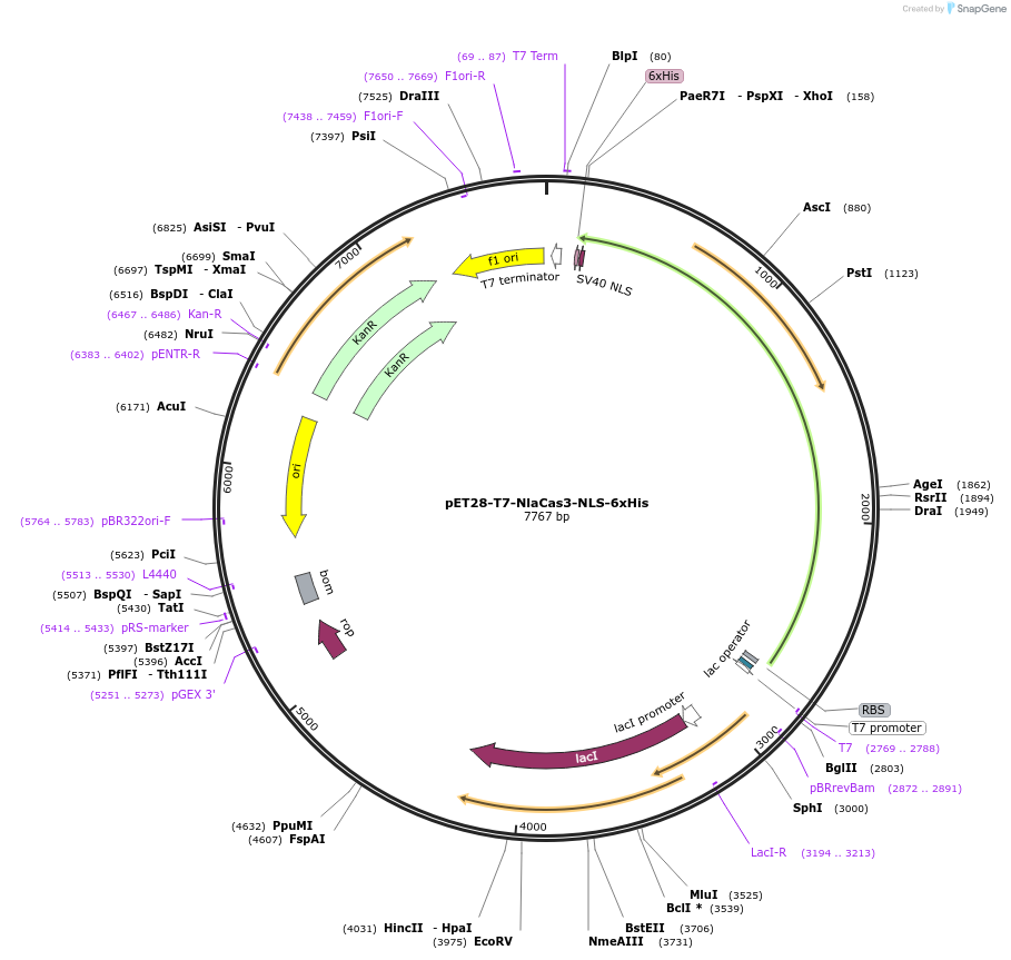 180214-plasmid-map-sequence-id-356900