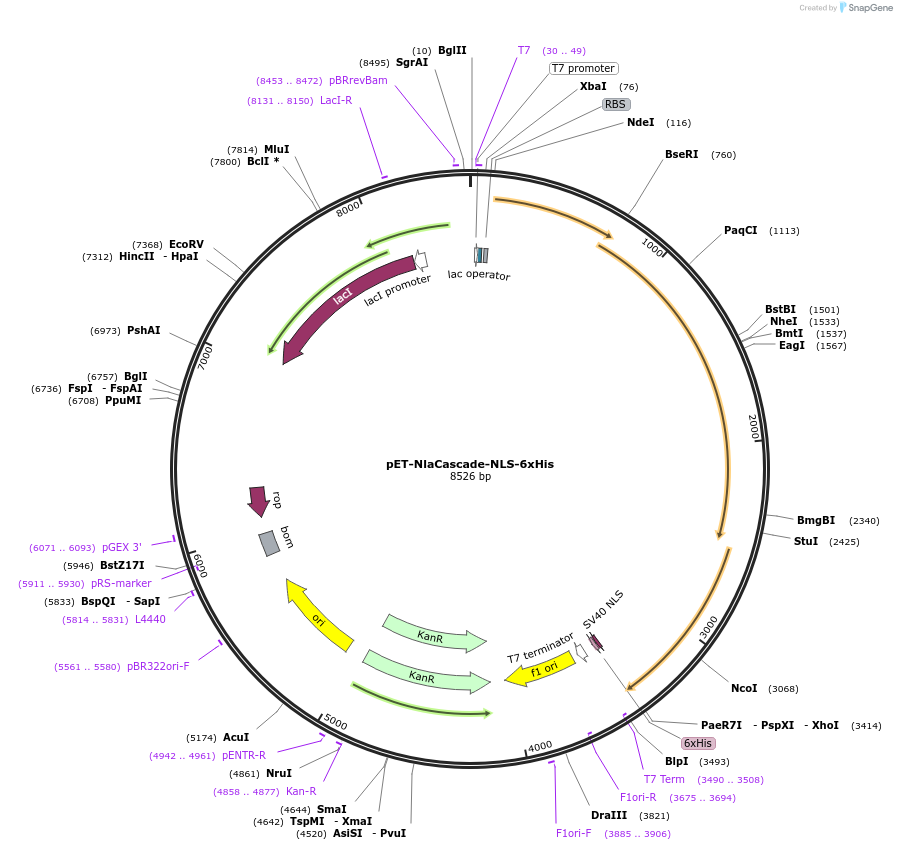 180213-plasmid-map-sequence-id-356902