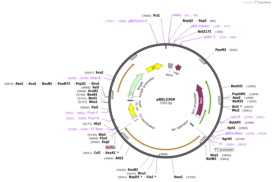 181819-plasmid-map-sequence-id-356905