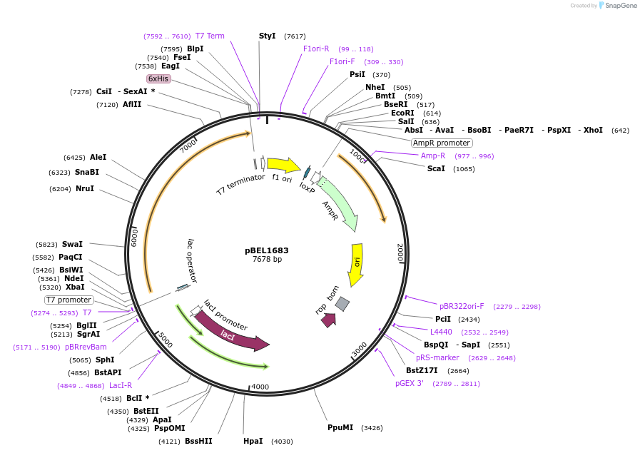 181816-plasmid-map-sequence-id-356908
