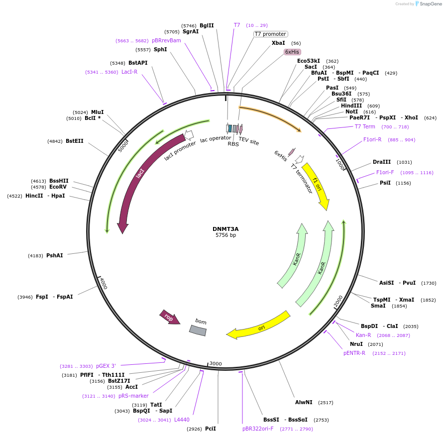 25328-plasmid-map-sequence-id-356911