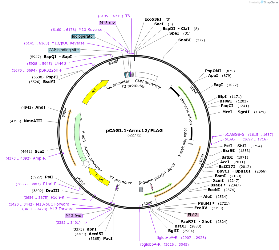 180494-plasmid-map-sequence-id-356913