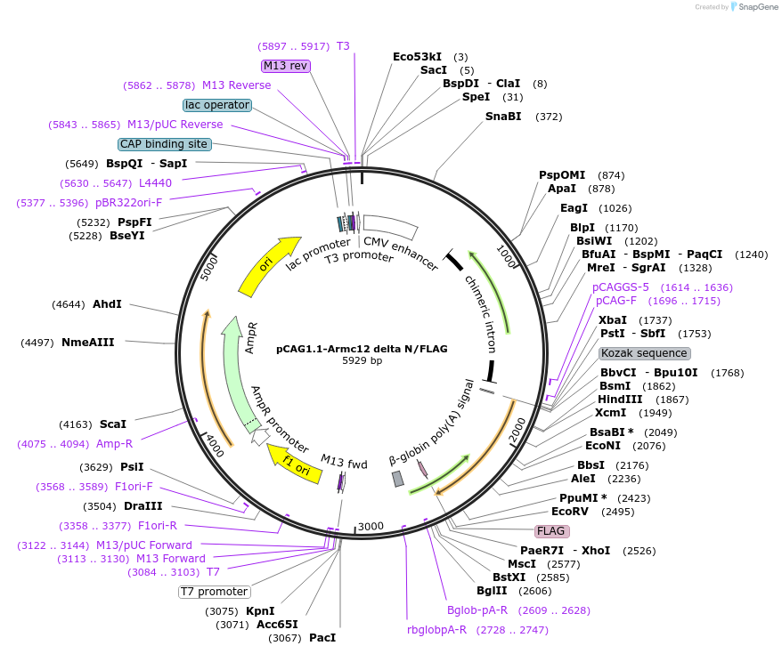180495-plasmid-map-sequence-id-356914