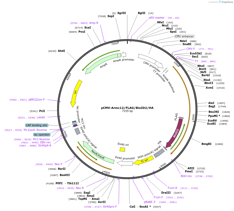 180498-plasmid-map-sequence-id-356916