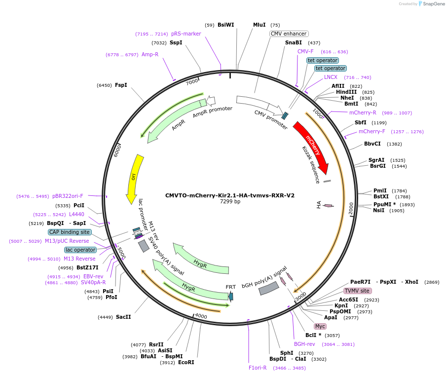 179707-plasmid-map-sequence-id-356929