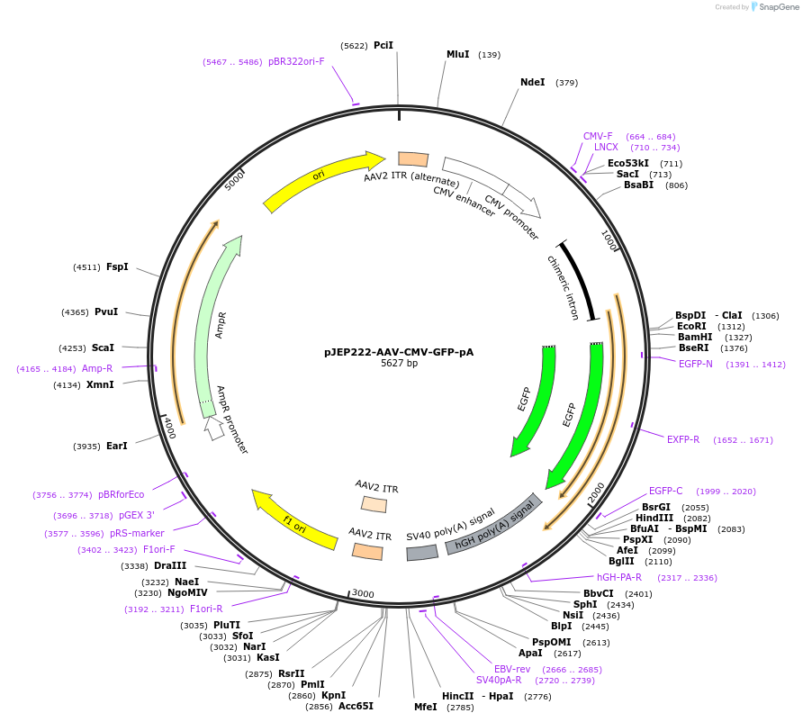 62916-plasmid-map-sequence-id-356938
